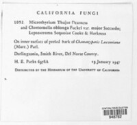 Image of Microthyrium thujae